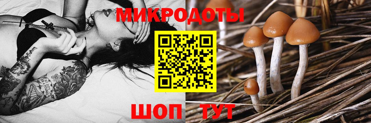 Галлюциногенные грибы Psilocybine cubensis Димитровград
